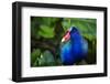 Purple Gallinule (Porphyrio Martinicus), a type of Swamphen at Boca Tapada, Costa Rica-Matthew Williams-Ellis-Framed Photographic Print