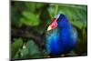 Purple Gallinule (Porphyrio Martinicus), a type of Swamphen at Boca Tapada, Costa Rica-Matthew Williams-Ellis-Mounted Photographic Print