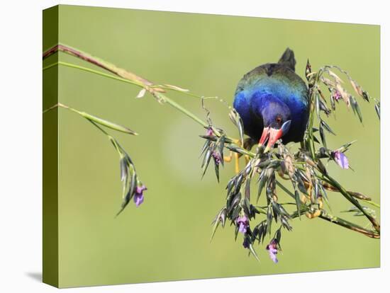 Purple Gallinule (Porphyrio martinicus) adult, feeding on Fireflag (Thalia geniculata) flowerbuds-Edward Myles-Stretched Canvas