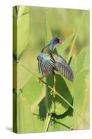 Purple Gallinule (Porphyrio martinicus) adult, foraging, Florida-Edward Myles-Stretched Canvas