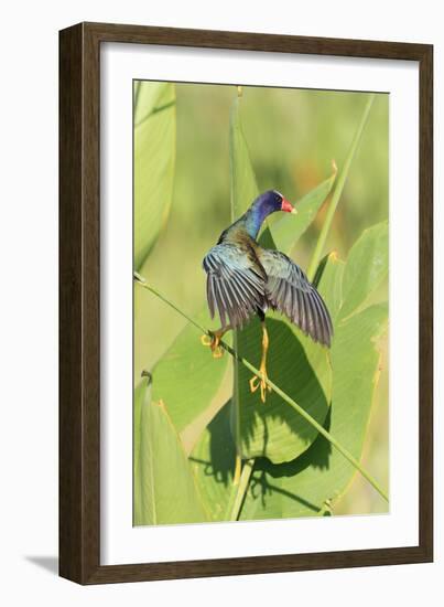 Purple Gallinule (Porphyrio martinicus) adult, foraging, Florida-Edward Myles-Framed Photographic Print