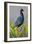 Purple Gallinule (Porphyrula Martinica) Adult. Wakodahatchee Wetlands, Florida, USA, May-Melvin Grey-Framed Photographic Print