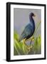 Purple Gallinule (Porphyrula Martinica) Adult. Wakodahatchee Wetlands, Florida, USA, May-Melvin Grey-Framed Photographic Print