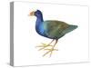 Purple Gallinule (Porphyrula Martinica), Birds-Encyclopaedia Britannica-Stretched Canvas