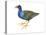 Purple Gallinule (Porphyrula Martinica), Birds-Encyclopaedia Britannica-Stretched Canvas