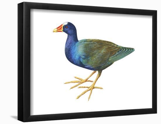 Purple Gallinule (Porphyrula Martinica), Birds-Encyclopaedia Britannica-Framed Poster