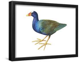 Purple Gallinule (Porphyrula Martinica), Birds-Encyclopaedia Britannica-Framed Poster