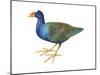 Purple Gallinule (Porphyrula Martinica), Birds-Encyclopaedia Britannica-Mounted Poster