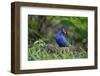 Purple gallinule (Porphyrula martinica) foraging.-Larry Ditto-Framed Photographic Print