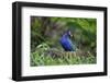 Purple gallinule (Porphyrula martinica) foraging.-Larry Ditto-Framed Photographic Print