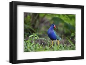 Purple gallinule (Porphyrula martinica) foraging.-Larry Ditto-Framed Photographic Print