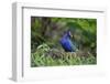 Purple gallinule (Porphyrula martinica) foraging.-Larry Ditto-Framed Photographic Print