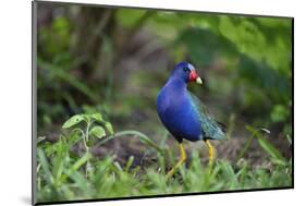 Purple gallinule (Porphyrula martinica) foraging.-Larry Ditto-Mounted Photographic Print