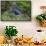 Purple gallinule (Porphyrula martinica) foraging.-Larry Ditto-Framed Stretched Canvas displayed on a wall