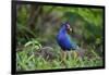 Purple gallinule (Porphyrula martinica) foraging.-Larry Ditto-Framed Photographic Print