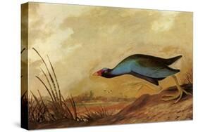 Purple Gallinule-John James Audubon-Stretched Canvas