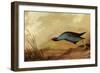 Purple Gallinule-John James Audubon-Framed Giclee Print