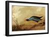 Purple Gallinule-John James Audubon-Framed Giclee Print