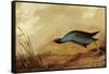 Purple Gallinule-John James Audubon-Framed Stretched Canvas