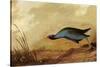 Purple Gallinule-John James Audubon-Stretched Canvas