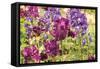 Purple Garden I-Maureen Love-Framed Stretched Canvas