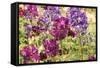 Purple Garden I-Maureen Love-Framed Stretched Canvas