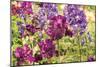 Purple Garden I-Maureen Love-Mounted Premium Photographic Print