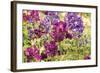 Purple Garden I-Maureen Love-Framed Photographic Print