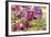 Purple Garden I-Maureen Love-Framed Photographic Print