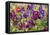 Purple Garden II-Maureen Love-Framed Stretched Canvas