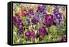 Purple Garden II-Maureen Love-Framed Stretched Canvas