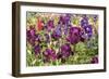 Purple Garden II-Maureen Love-Framed Premium Photographic Print