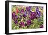 Purple Garden II-Maureen Love-Framed Premium Photographic Print
