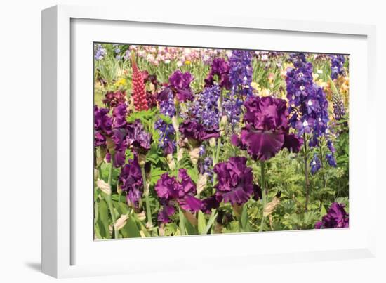 Purple Garden II-Maureen Love-Framed Photographic Print