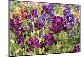 Purple Garden II-Maureen Love-Mounted Photographic Print