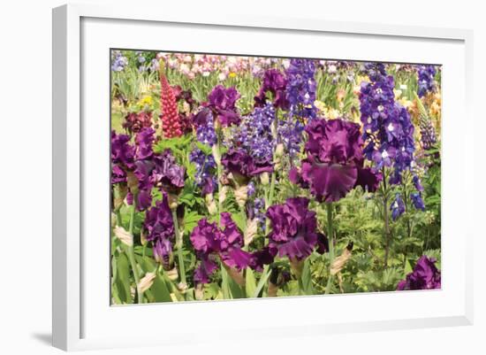 Purple Garden II-Maureen Love-Framed Photographic Print