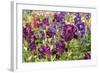 Purple Garden II-Maureen Love-Framed Photographic Print