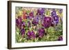 Purple Garden II-Maureen Love-Framed Photographic Print