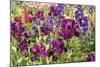 Purple Garden II-Maureen Love-Mounted Photographic Print