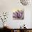 Purple Garden II-Pamela Gladding-Art Print displayed on a wall