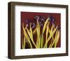 Purple Garden Irises-null-Framed Art Print