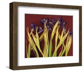 Purple Garden Irises-null-Framed Art Print