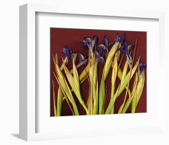 Purple Garden Irises-null-Framed Art Print