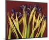 Purple Garden Irises-null-Mounted Art Print