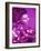 Purple Geisha-Abstract Graffiti-Framed Giclee Print