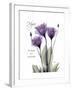 Purple Gentian Hope-Albert Koetsier-Framed Premium Giclee Print