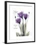 Purple Gentian Hope-Albert Koetsier-Framed Premium Giclee Print