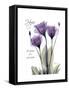 Purple Gentian Hope-Albert Koetsier-Framed Stretched Canvas