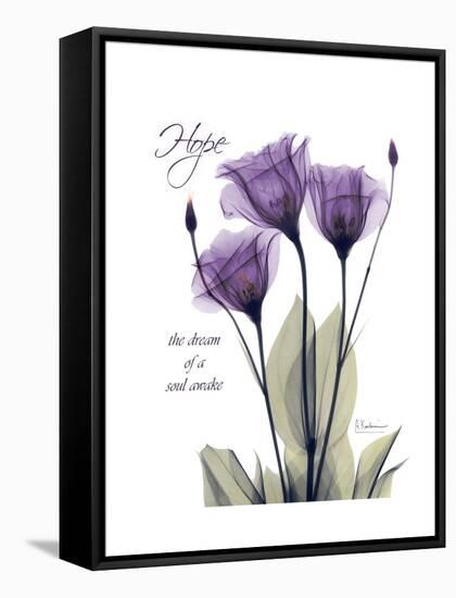 Purple Gentian Hope-Albert Koetsier-Framed Stretched Canvas