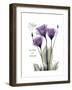 Purple Gentian Hope-Albert Koetsier-Framed Premium Giclee Print